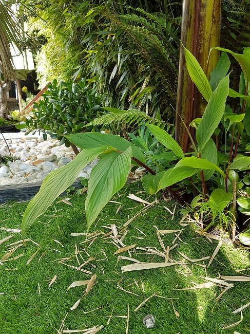 Jardin 25062016 (1).jpg