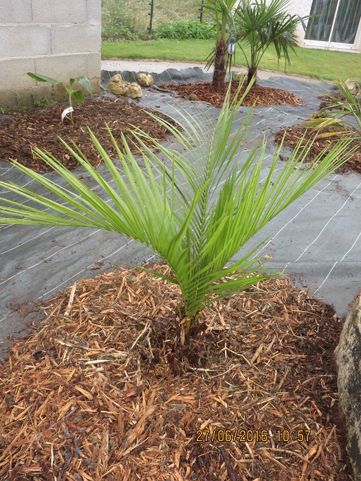 Butia Eriospatha.JPG