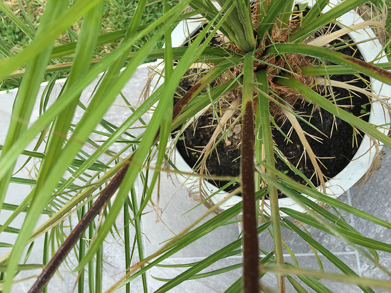 Rachis couleur brune