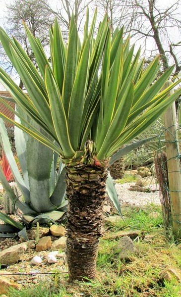 yucca aloifolia variegata (Copier).JPG