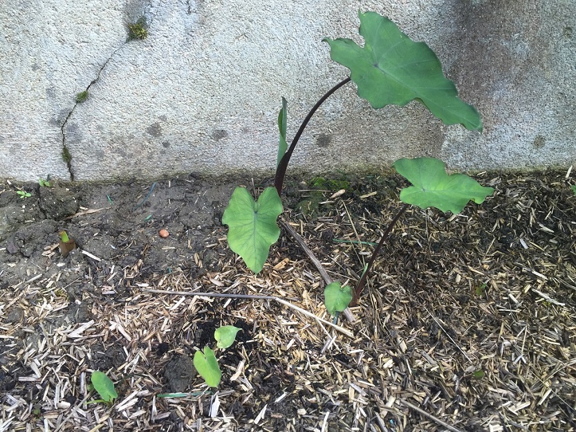 mon colocasia ayant passé l'hiver dehors s'est démultiplié