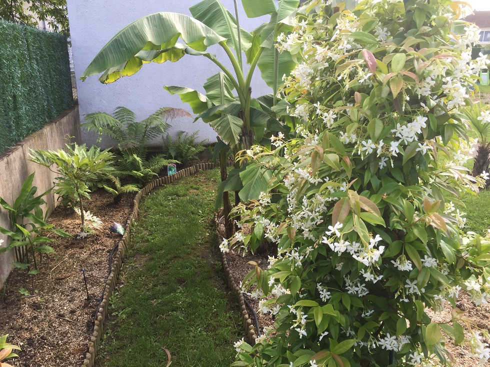 le jasmin en fleur ....