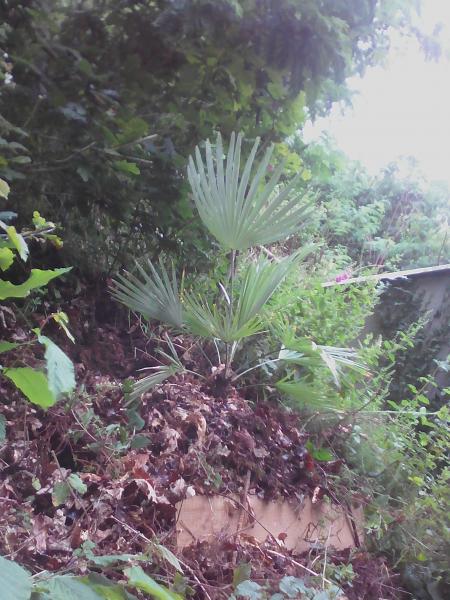 Trachycarpus Princeps en falaise