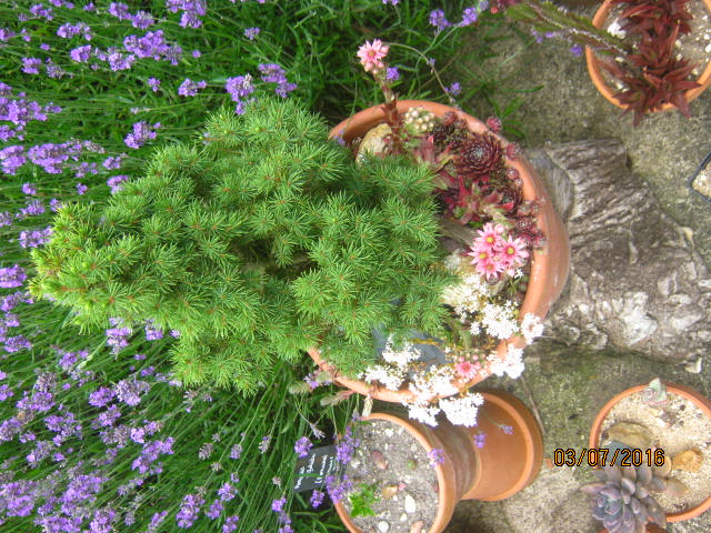 Sempervivum pourpre et Sedum album en fleur au pied de Picea glauca &quot;Conica&quot;