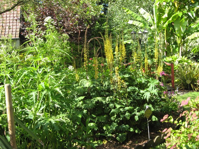massif avec floraison de ligularia