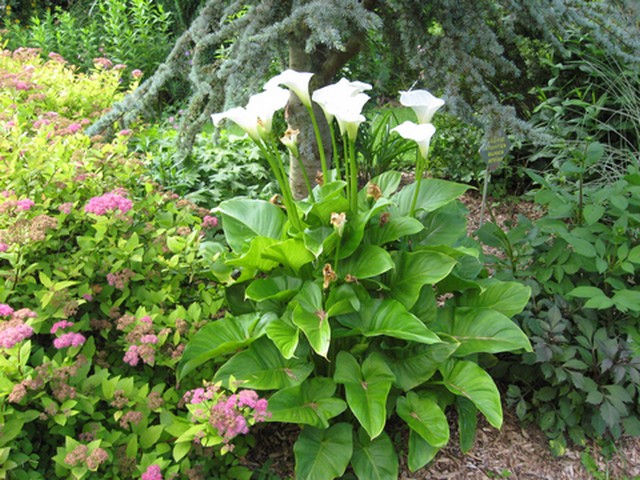 un beau bouquet d'arome