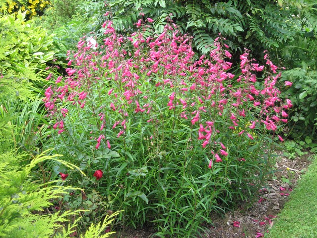 de belles clochèttes  rouge