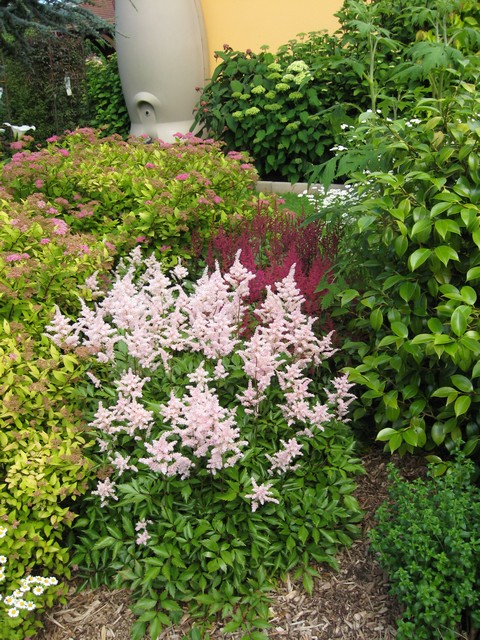 les astilbes