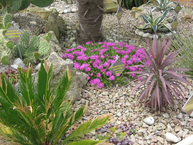 délosperma