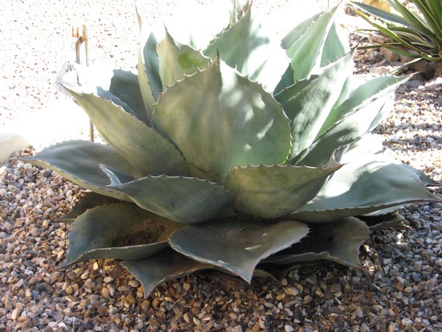 agave ovatifolia
