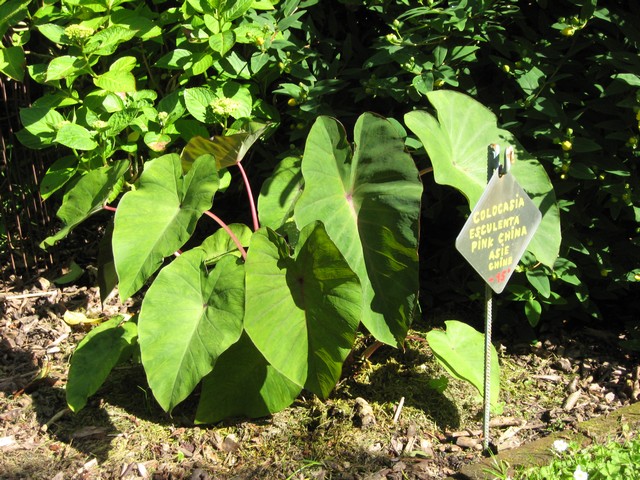 colocasia esculenta pink china