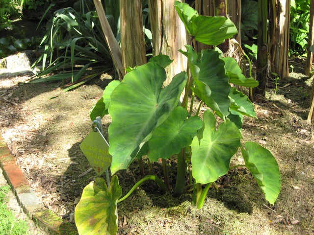 colocasia esculenta de mes taro