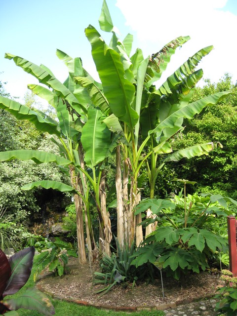 musa basjoo