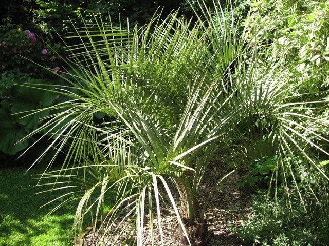 butia capitata qui va fleurir