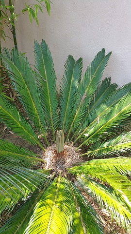 cycas.jpg