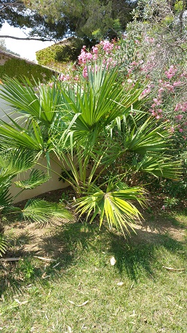 brahea edulis.jpg