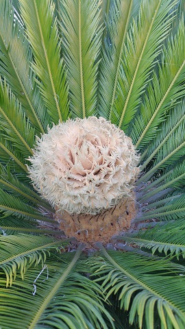fleur cycas.jpg