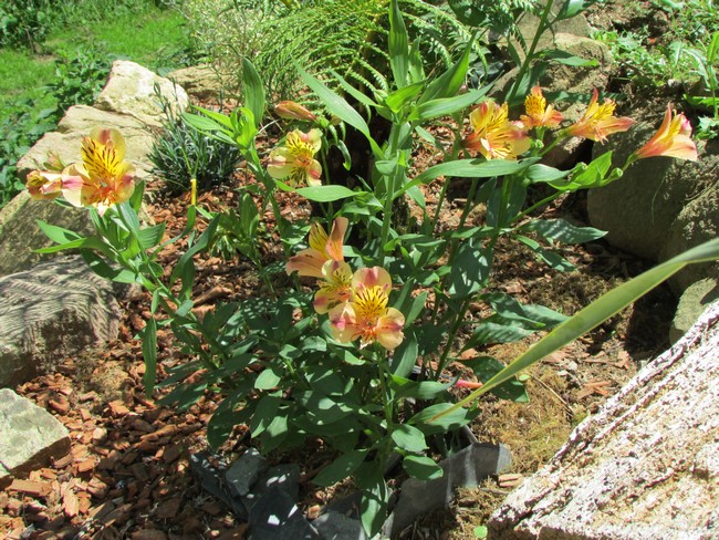 alstroemeria orange (Copier).JPG