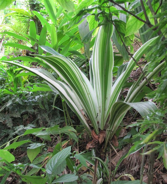Crinum japonicum variegatum.jpg