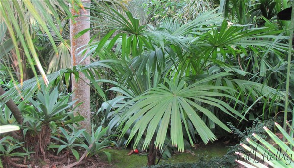 Licuala distans planté le 25 11 2011 issu d'un plant en pot de 3 ans.jpg
