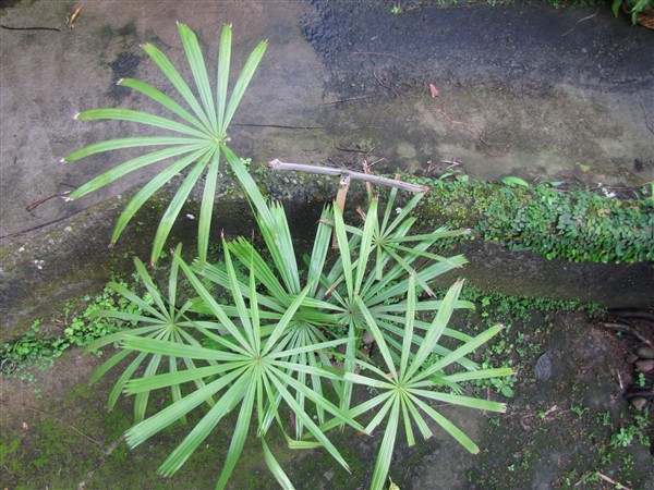 Licuala distans le 25 11 2011.jpg