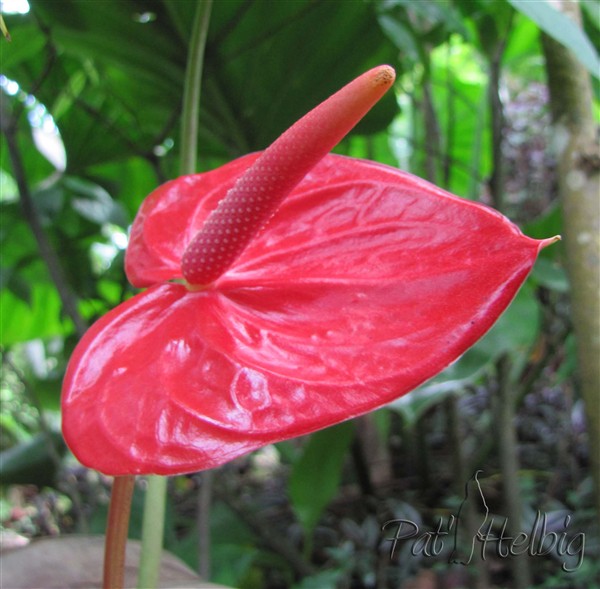 Quelques Aracées du jardin-Anthurium rouge 2.jpg