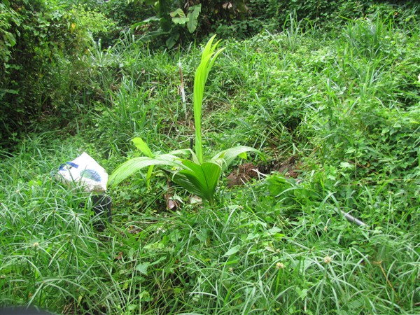 Neoveitchia storckii le 28 11 2011.jpg