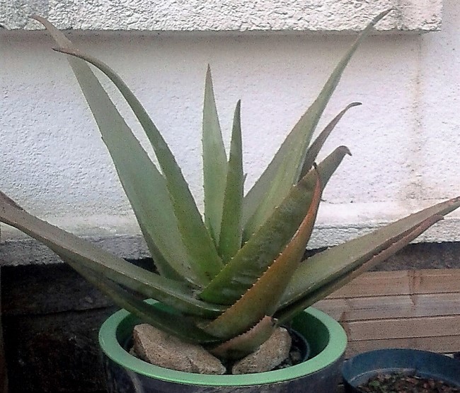 aloe vera (Copier).JPG