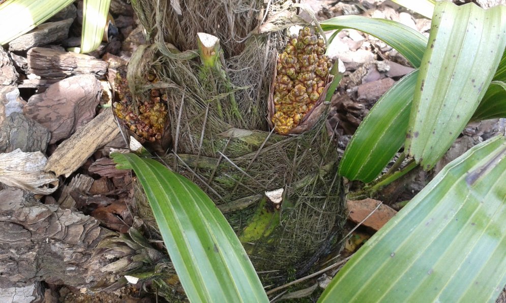 Acheter pour un nannorrhops ritchiena silver,je viens de me rendre compte qu'il pique dur,c'est un rhapidophyllum hystrix