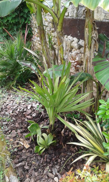 Rhapidophyllum Hystrix