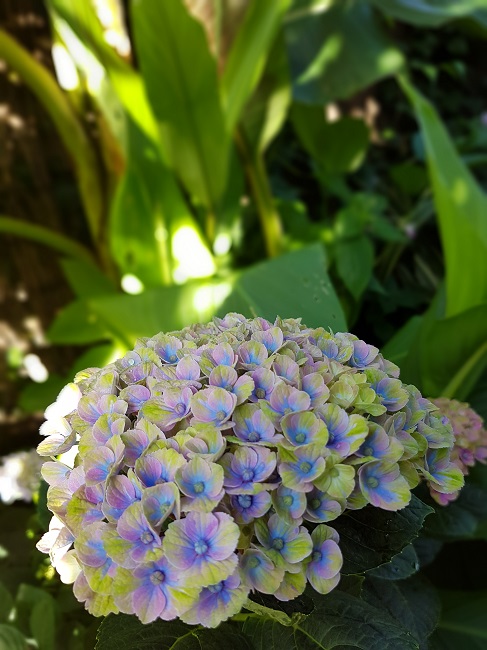 Jardin 09072016 (33).jpg