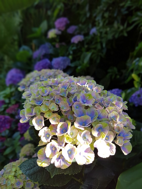 Jardin 09072016 (54).jpg