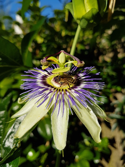 Jardin 09072016 (71).jpg