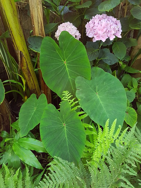 Jardin 09072016 (52).jpg