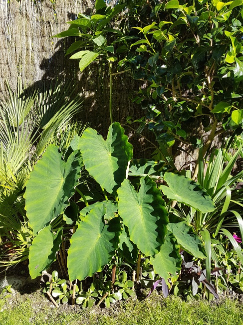 Jardin 09072016 (40).jpg