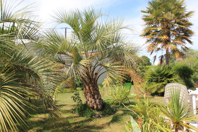 Butia odorata 20160707_5757_1.JPG