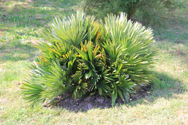 Chamaerops humilis var vulcano 20160707_5649_1.JPG