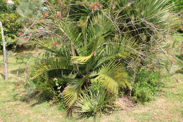 Jubaea chilensis 20160707_5937_1.JPG