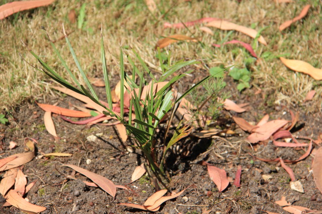 Jubaea chilensis 20160707_5584_1.JPG