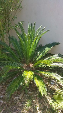 flush cycas.jpg