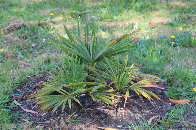 Trachycarpus gemnisectus 20160707_5645_1.JPG