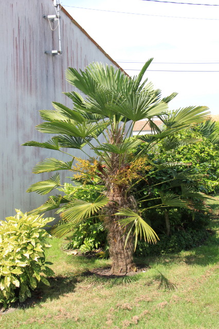 Trachycarpus wagnerianus 20160707_5785_1.JPG