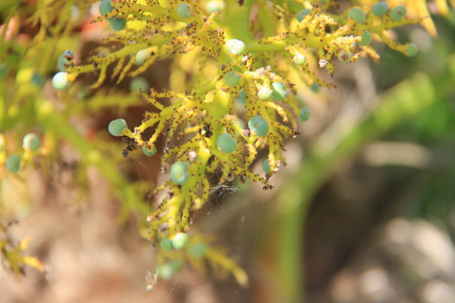 Trachycarpus wagnerianus 20160707_5786_1.JPG