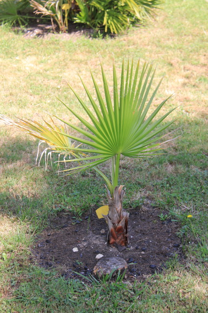 Washingtonia filifera 20160707_5648_1.JPG