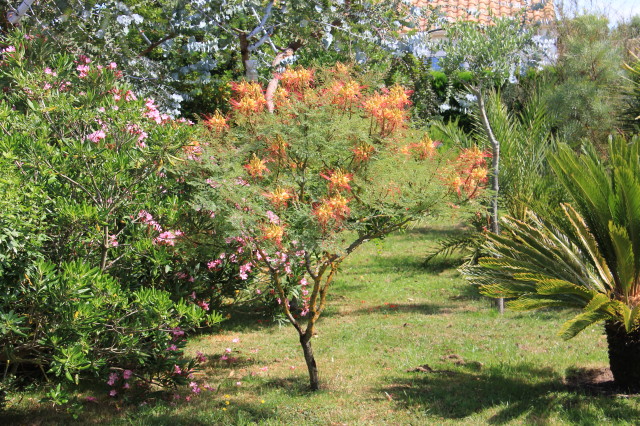 Caesalpinia gilliesii 20160707_4777_1.JPG