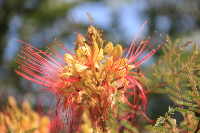 Caesalpinia gilliesii 20160707_4781_1.JPG