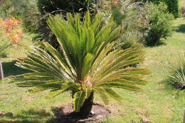 Cycas revoluta 20160707_4824_1.JPG