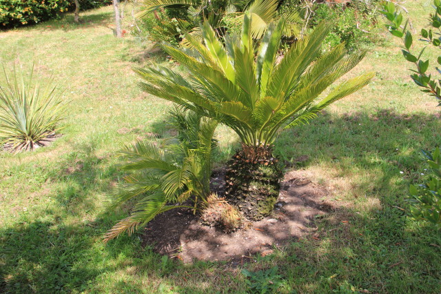 Cycas revoluta 20160707_5934_1.JPG