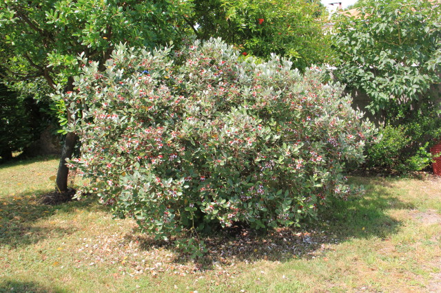 Feijoa sellowiana 20160707_5340_1.JPG