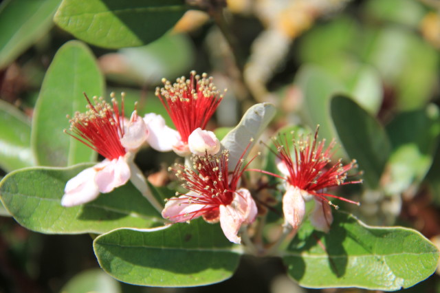 Feijoa sellowiana 20160707_5341_1.JPG